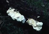 Physalacria inflata image