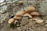 Sarcomyxa serotina image