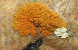 Caloplaca trachyphylla image