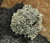 Rhizoplaca melanophthalma image
