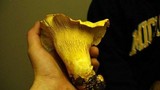 Cantharellus formosus image
