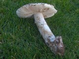 Amanita vernicoccora image