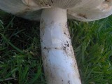 Amanita vernicoccora image