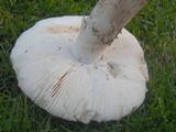 Amanita vernicoccora image