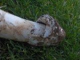 Amanita vernicoccora image