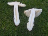 Amanita vernicoccora image