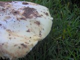 Amanita vernicoccora image