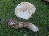 Amanita vernicoccora image
