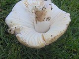 Amanita vernicoccora image