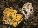 Ramaria rasilispora image