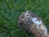 Amanita vernicoccora image