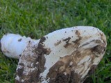 Amanita vernicoccora image