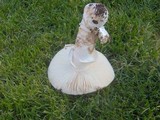 Amanita vernicoccora image