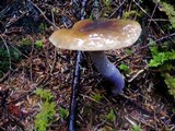 Cortinarius vanduzerensis image