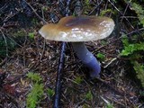 Cortinarius vanduzerensis image