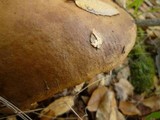 Lactarius argillaceifolius image
