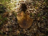 Lactarius argillaceifolius image