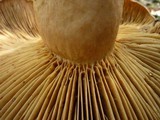 Lactarius argillaceifolius var. megacarpus image
