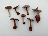 Helvella dissingii image