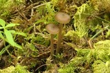 Entoloma ortonii image