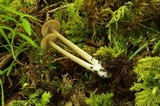 Entoloma ortonii image