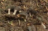 Helvella dissingii image