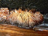 Gloeophyllum sepiarium image