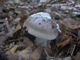 Amanita constricta image