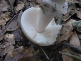 Amanita constricta image