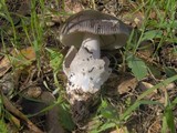 Amanita constricta image