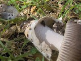 Amanita constricta image