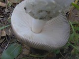 Amanita constricta image