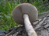 Amanita constricta image