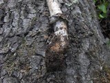 Amanita constricta image