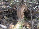 Clavariadelphus occidentalis image