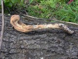Clavariadelphus occidentalis image