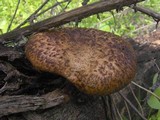 Polyporus tuberaster image