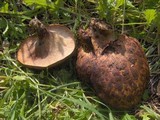 Polyporus tuberaster image