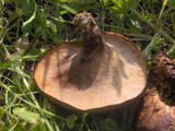 Polyporus tuberaster image