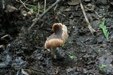 Pluteus cinereofuscus image