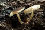 Pluteus nanus image