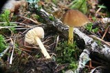 Pluteus romellii image