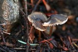 Mycena algeriensis image