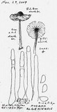 Mycena algeriensis image
