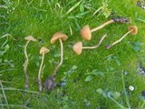 Galerina clavata image