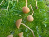 Galerina clavata image
