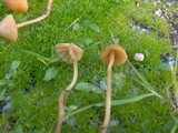 Galerina clavata image