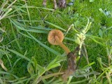 Galerina clavata image