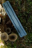 Polyporus tubaeformis image