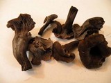 Cantharellus cinereus image